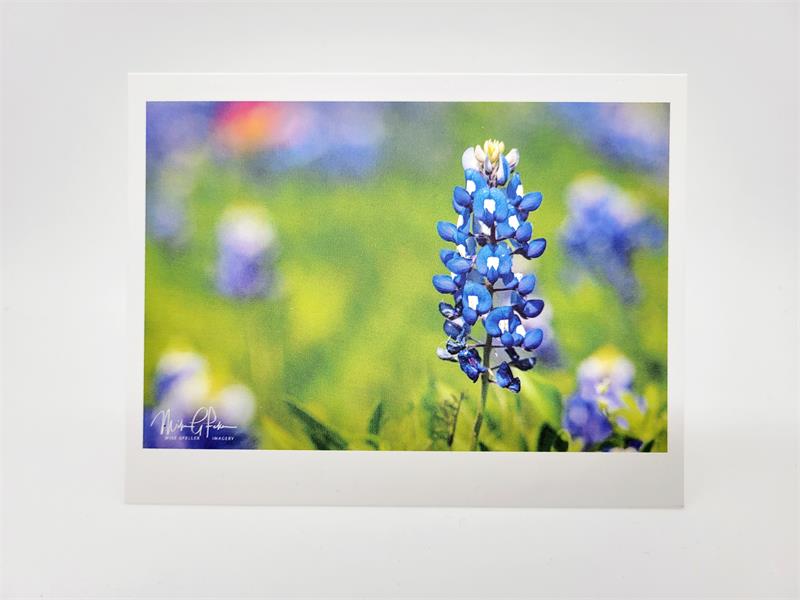 Bluebonnet Blank Card