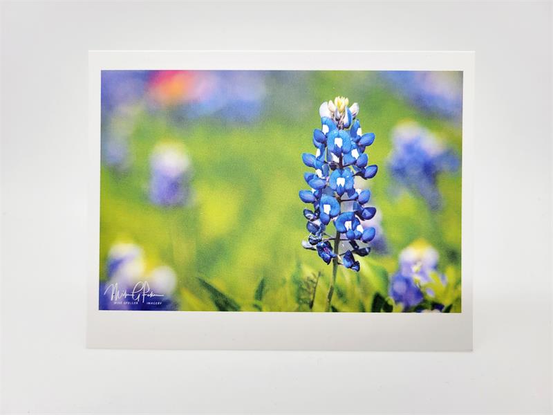 Bluebonnet Blank Card