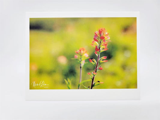 Indian Paintbrush Blank Card