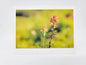 Indian Paintbrush Blank Card