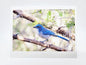 Scrub Jay Blank Card