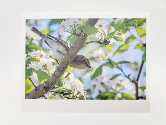 Vireo Blank Card